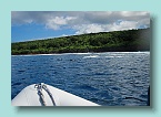 Dolphins_01