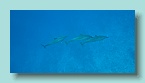 Dolphins_18